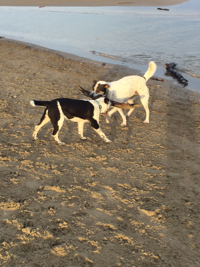 dogsonbeach